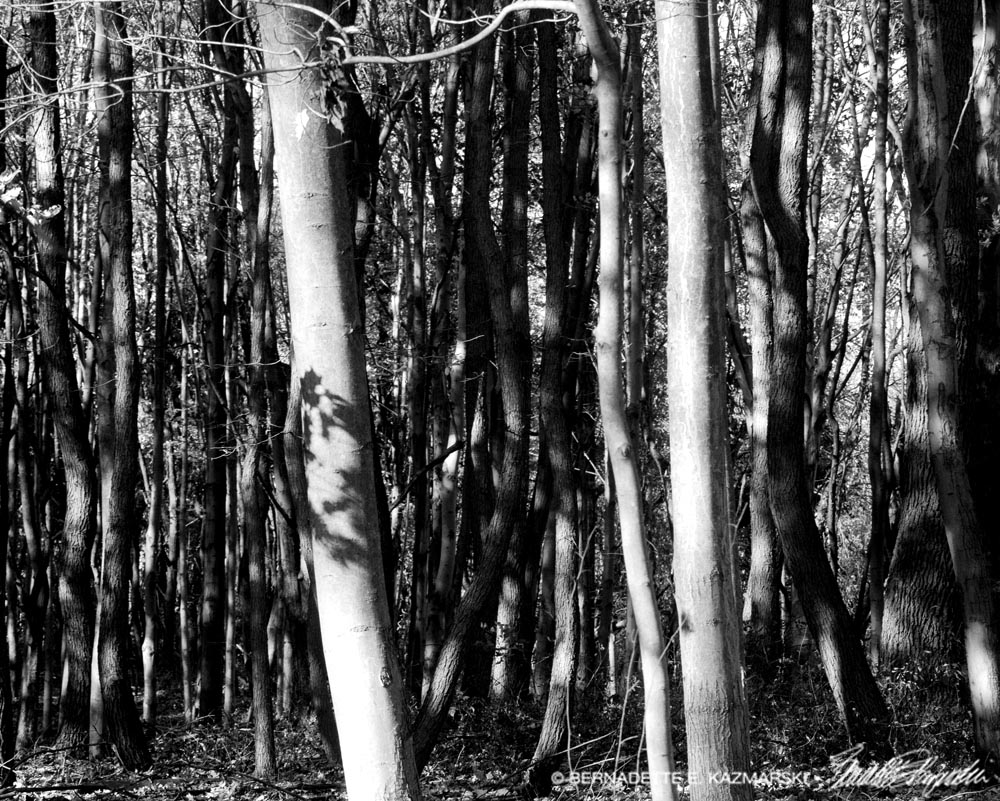 bare trees black and white