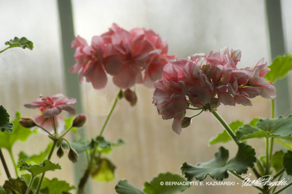 pink geraniums