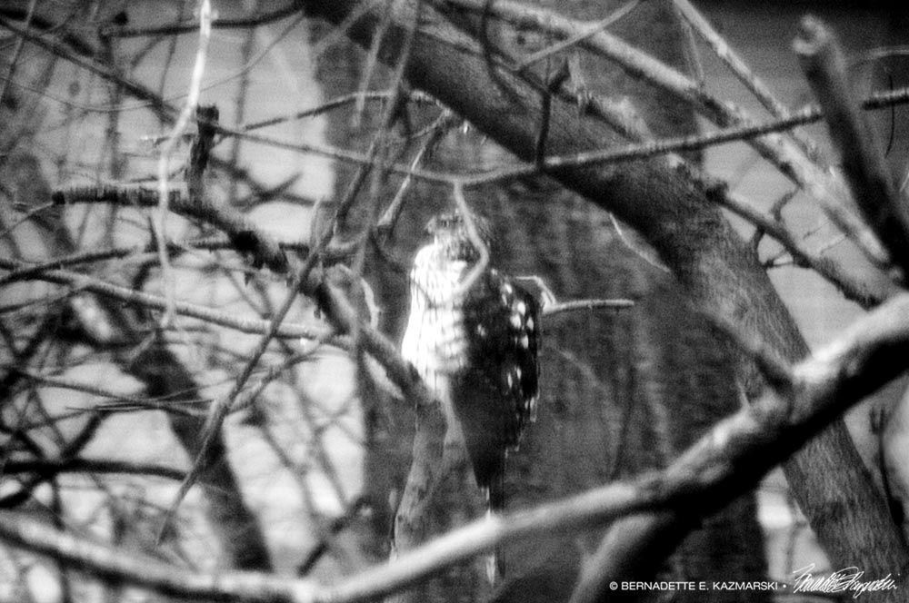 coopers hawk in tree