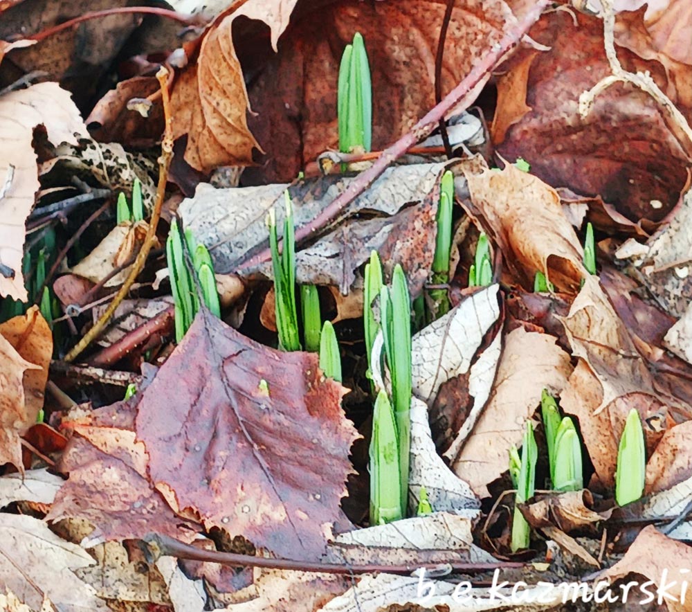 daffodil sprouts