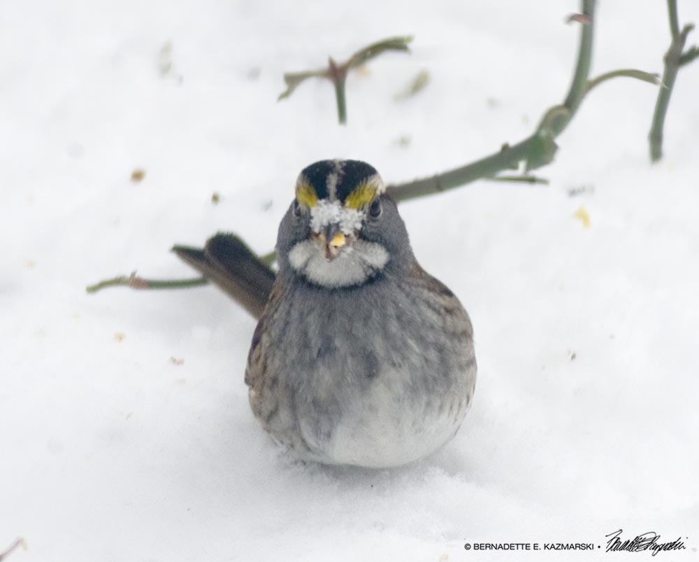 white-throated sparrow in snow