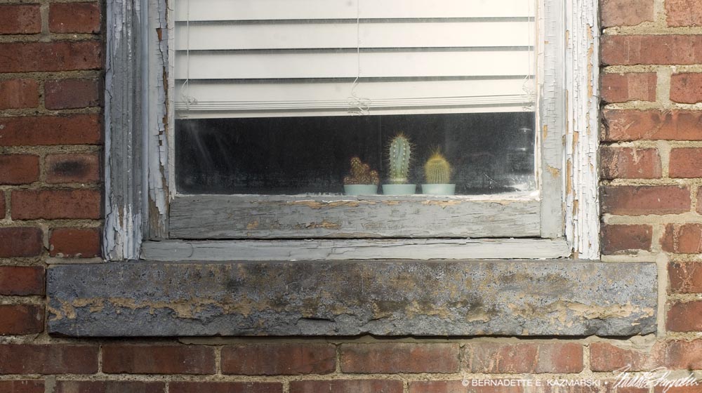three cactuses on windowsill