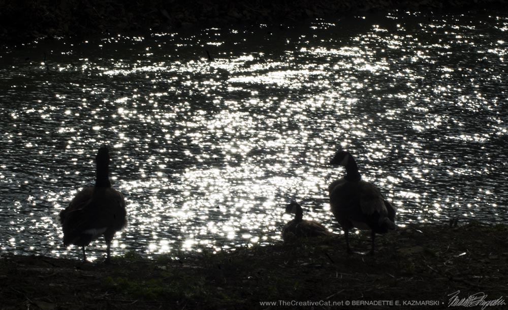 goose silhouettes