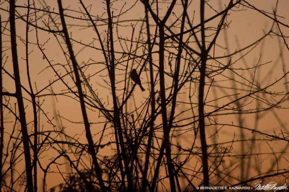chickadee silhouette in branches morning twilight
