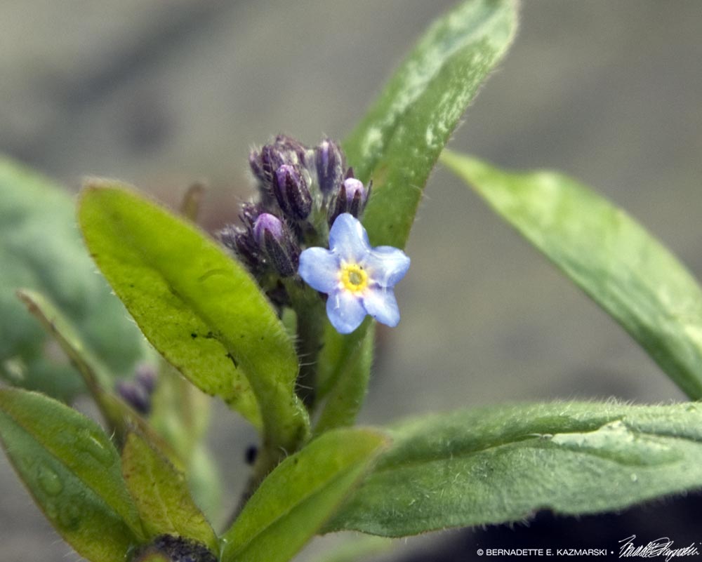 First Forget-me-not