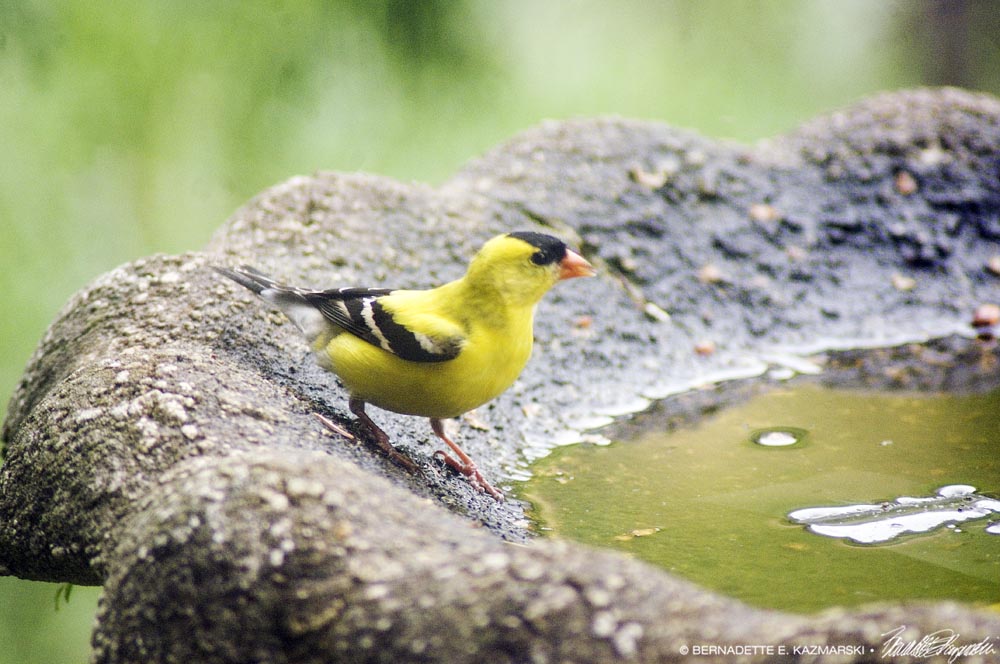 goldfinch in birdbath