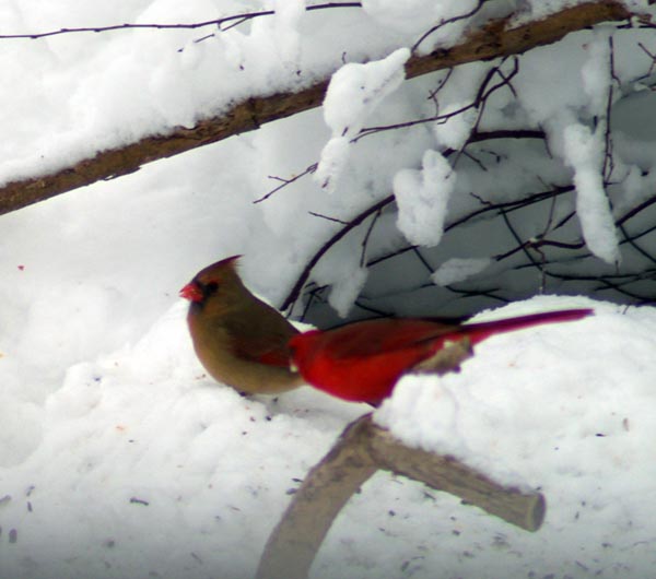 photo of male and female cardinals in the snow