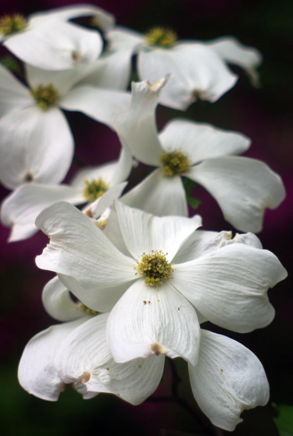 photo of a dogwood branch