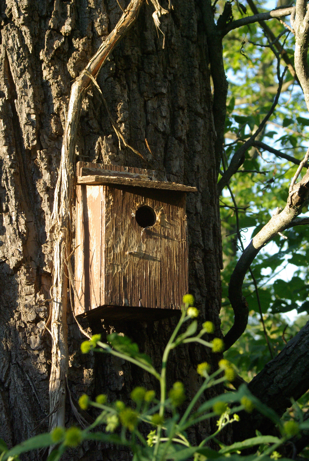 birdhouse on tree