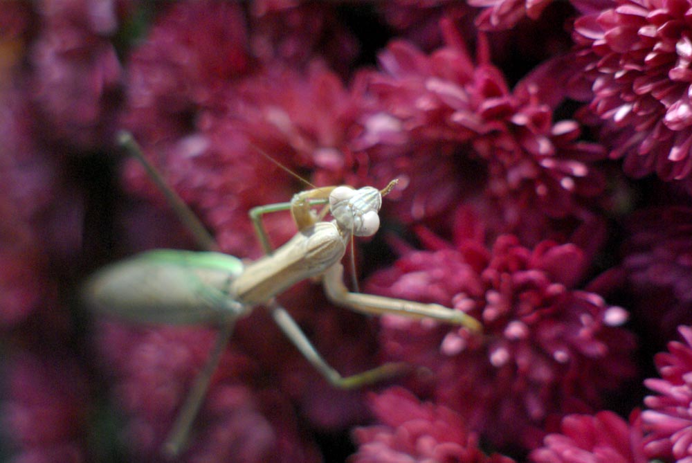 photo of praying mantis on chrysanthemum
