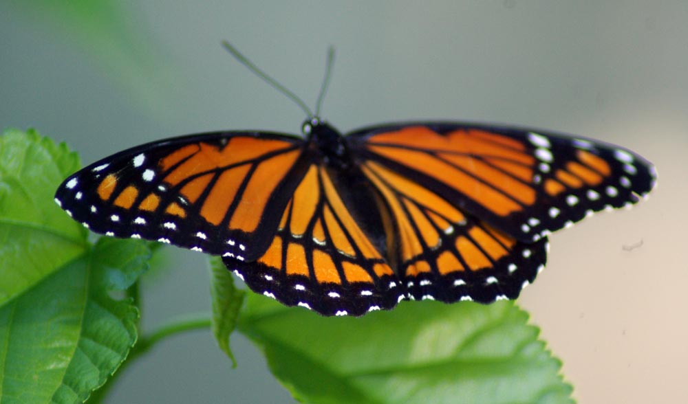 monarch on leaf