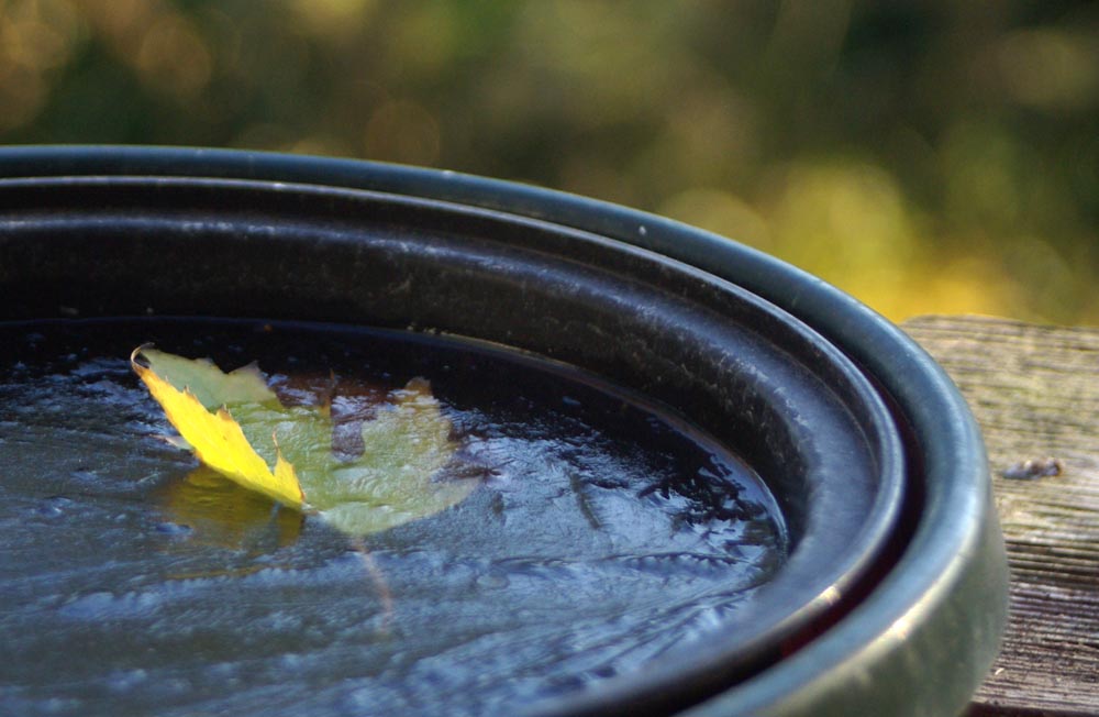 leaf caught in ice
