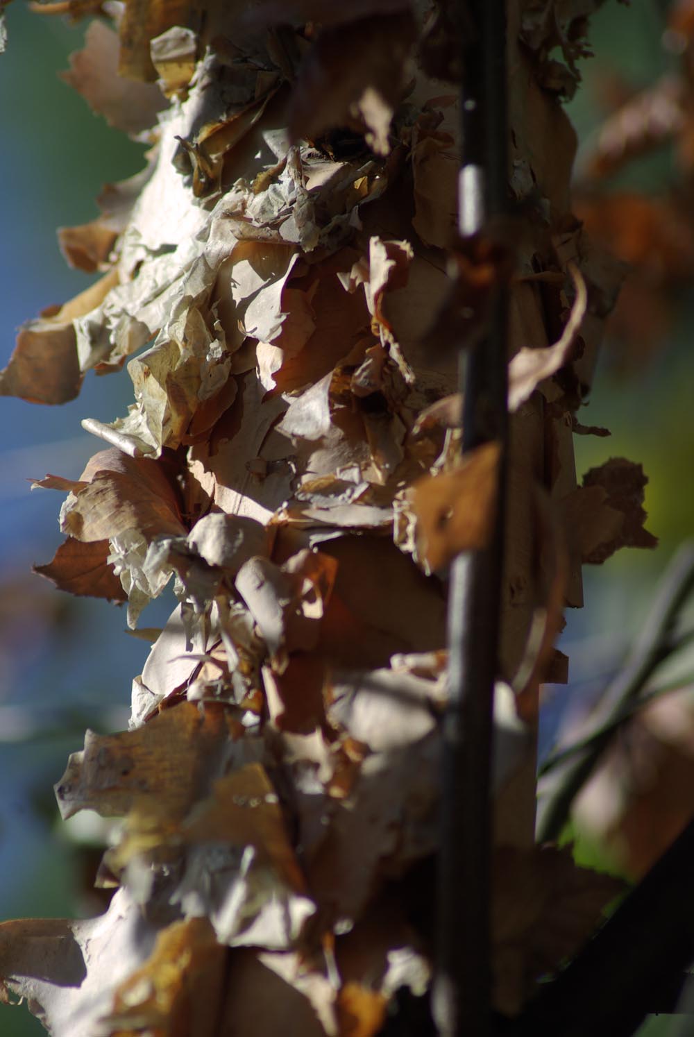 photo of birch bark