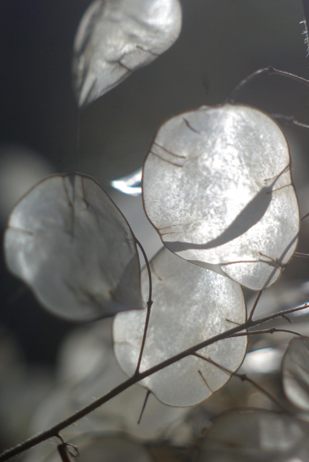 photo of lunaria