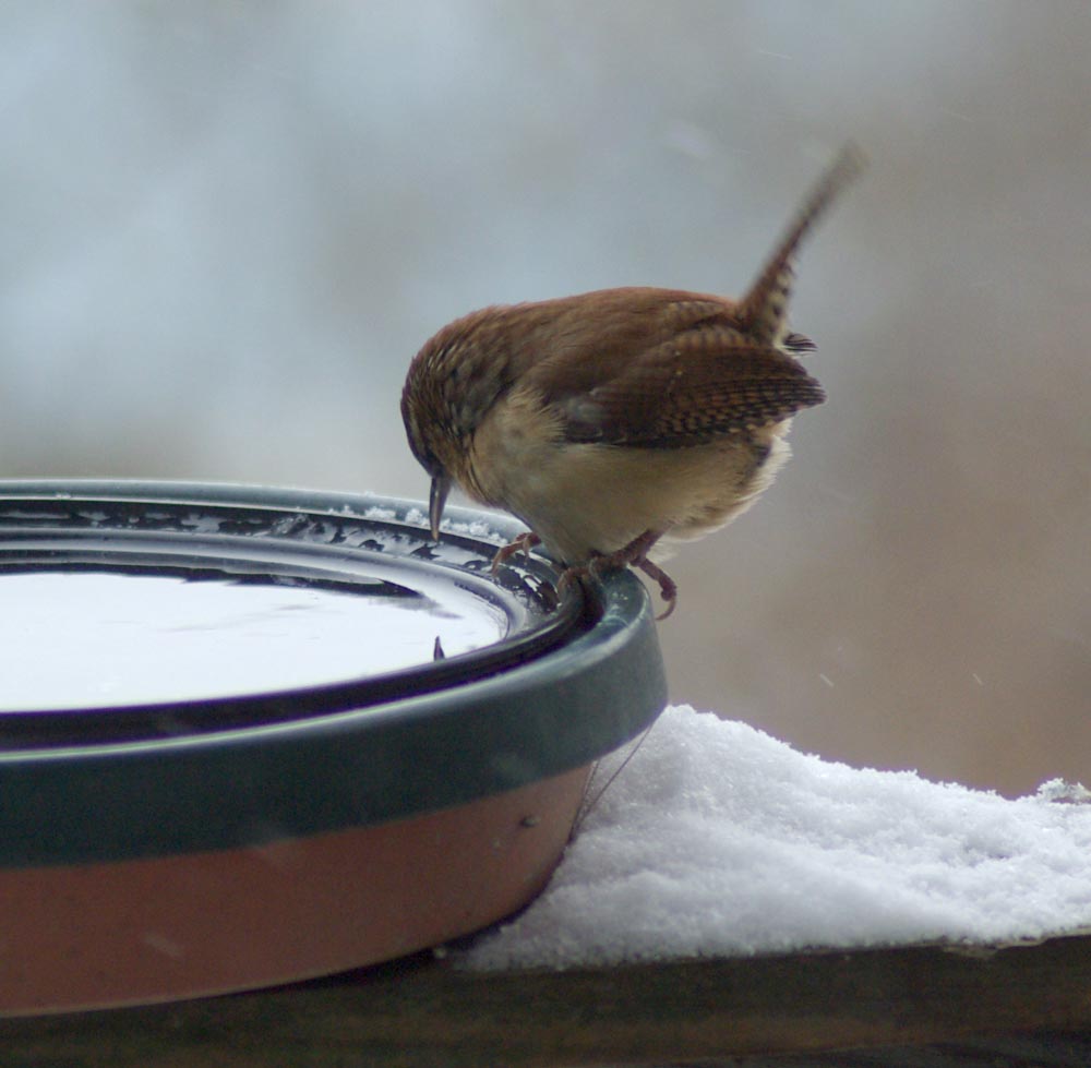 wren looking in water