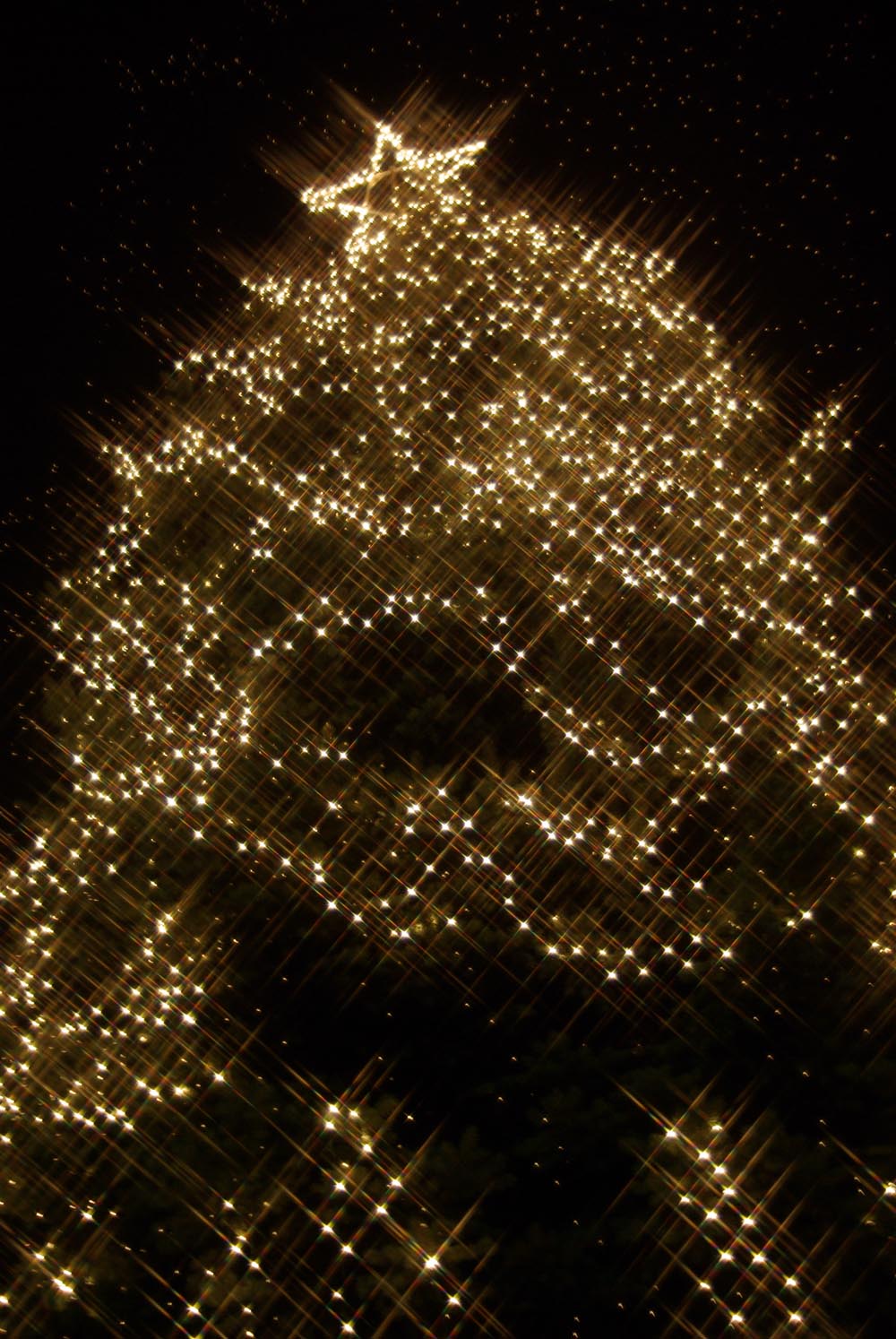 tree with lights