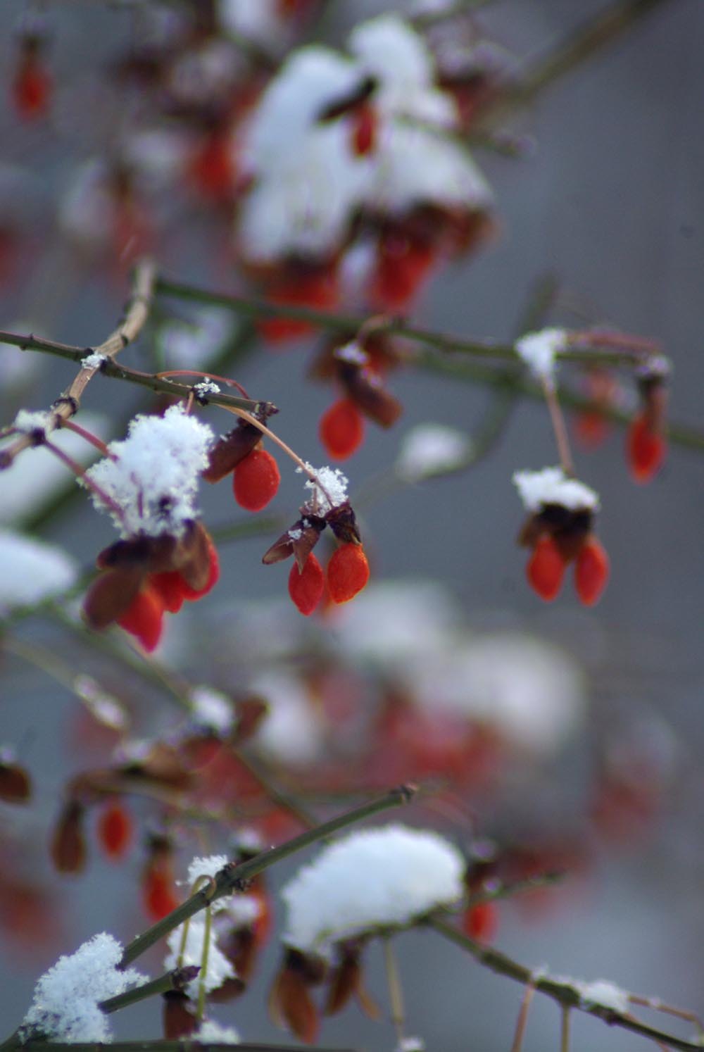 Berries with snow