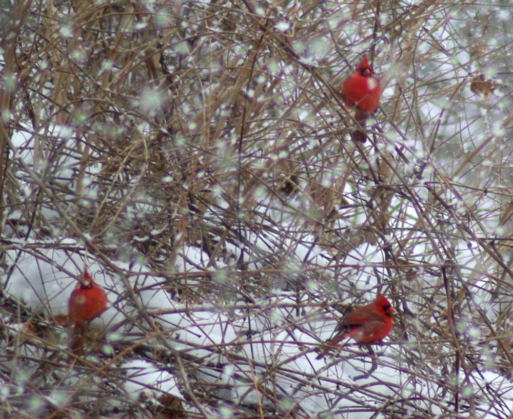 three cardinals in snowy brush