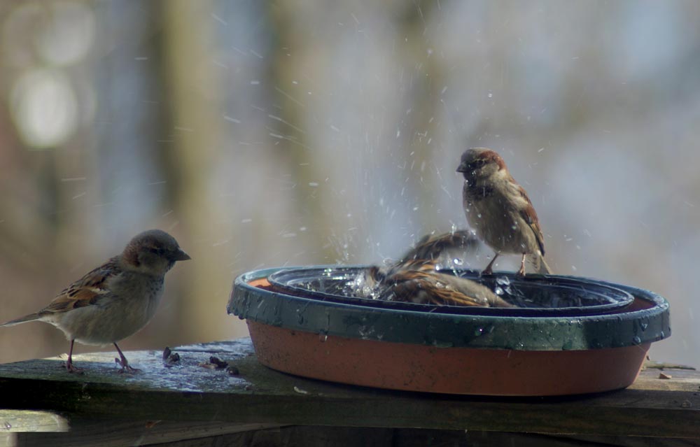 birds in a birdbath
