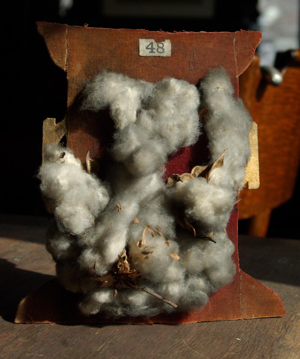 photo of cotton boll on exhibit
