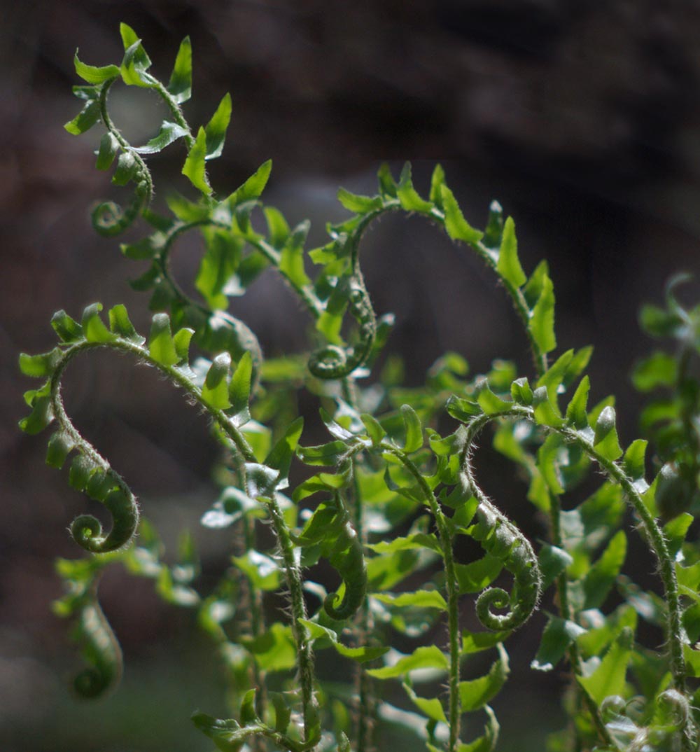curled fern fronds