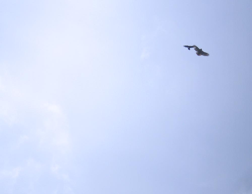 hawk and crow in the sky