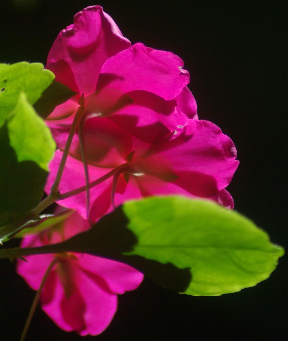 pink impatiens