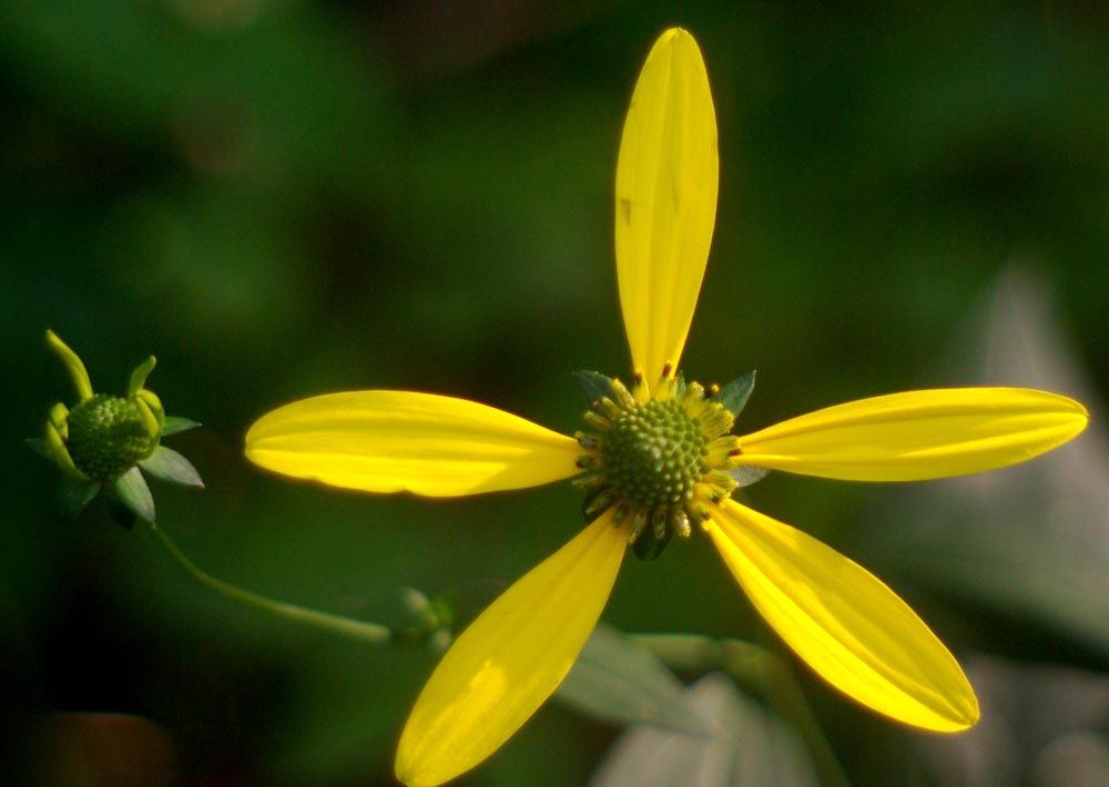 single false sunflower with bud