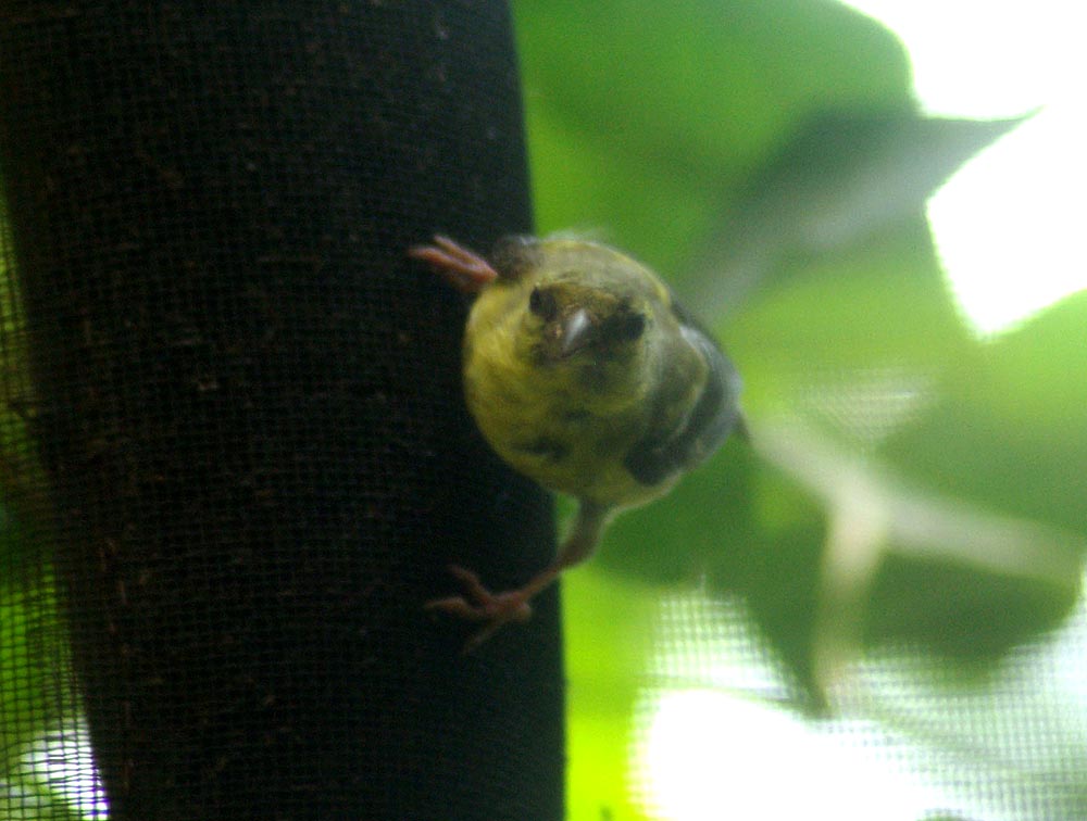 baby goldfinch