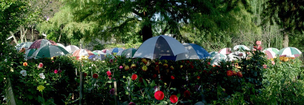 umbrellas in a garden