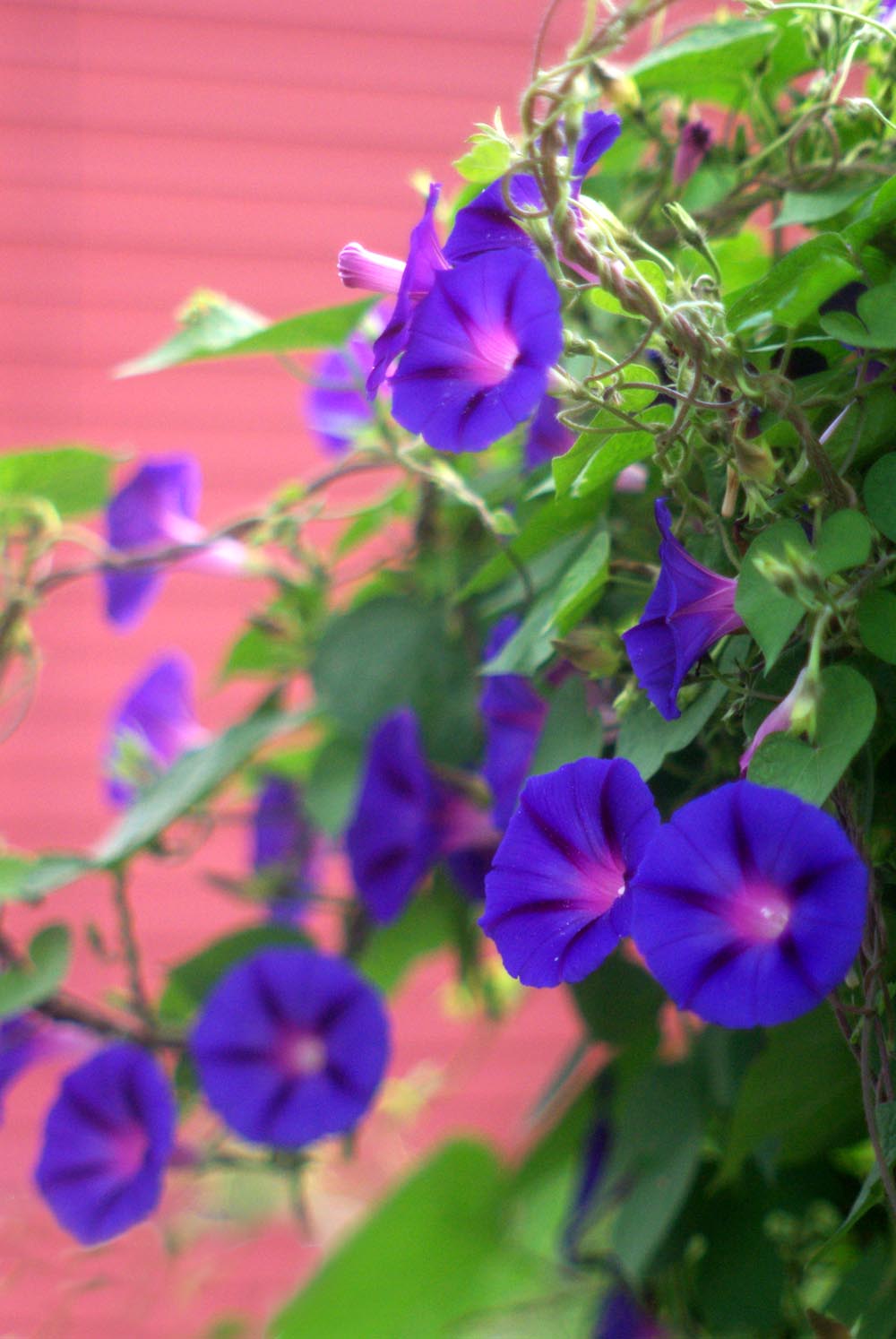 purple morning glories