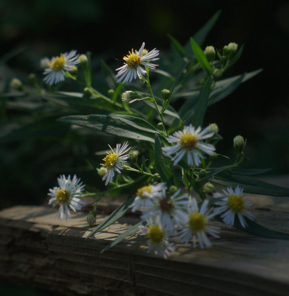 many flowered aster