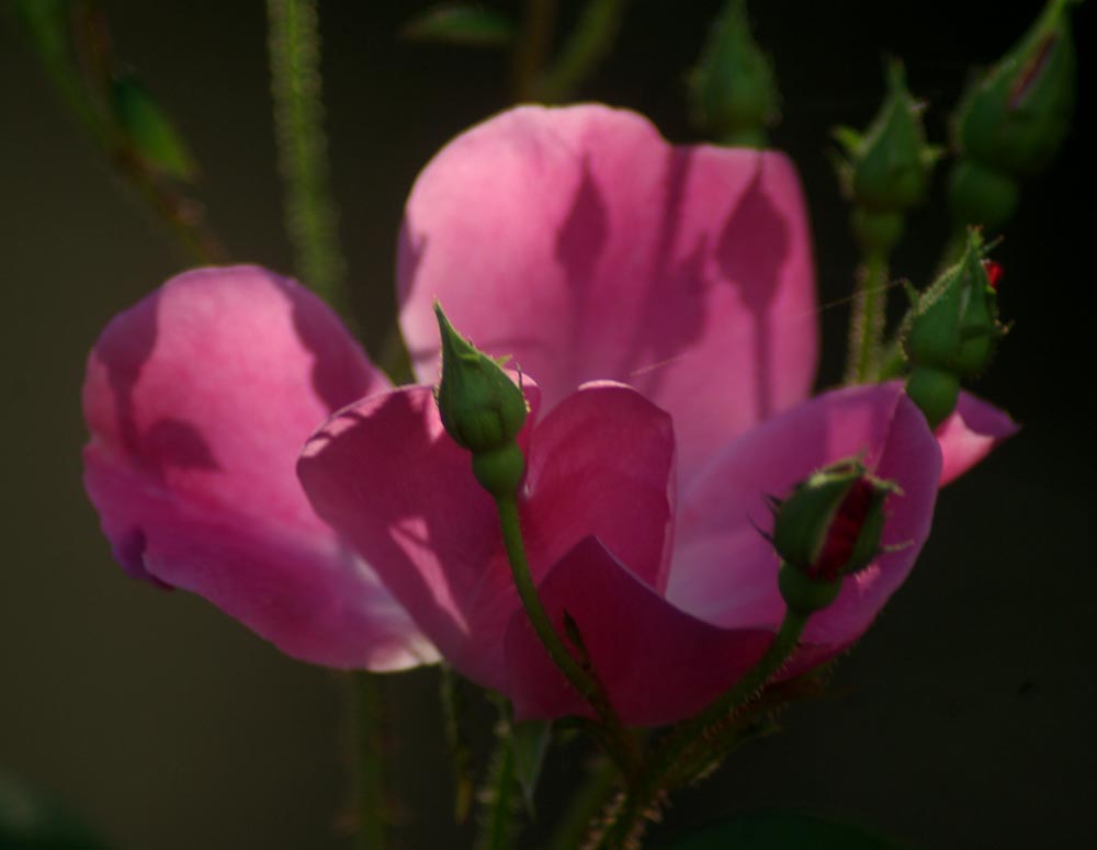 pink rose