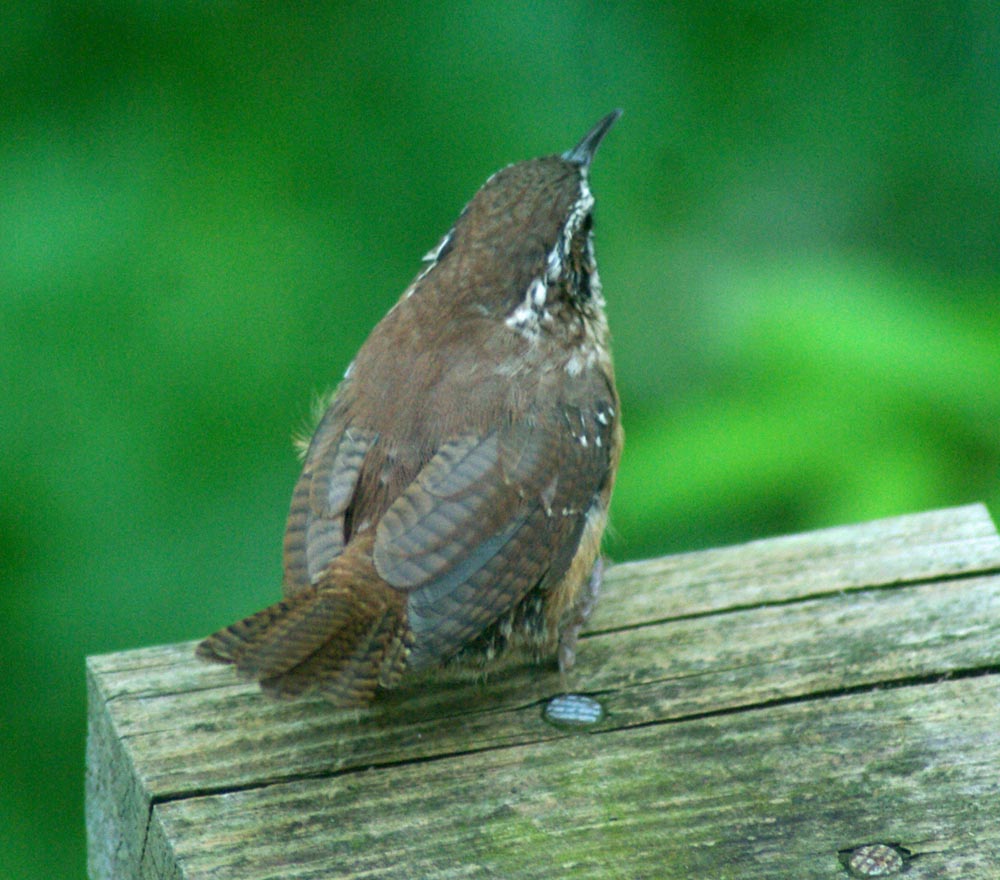 wren