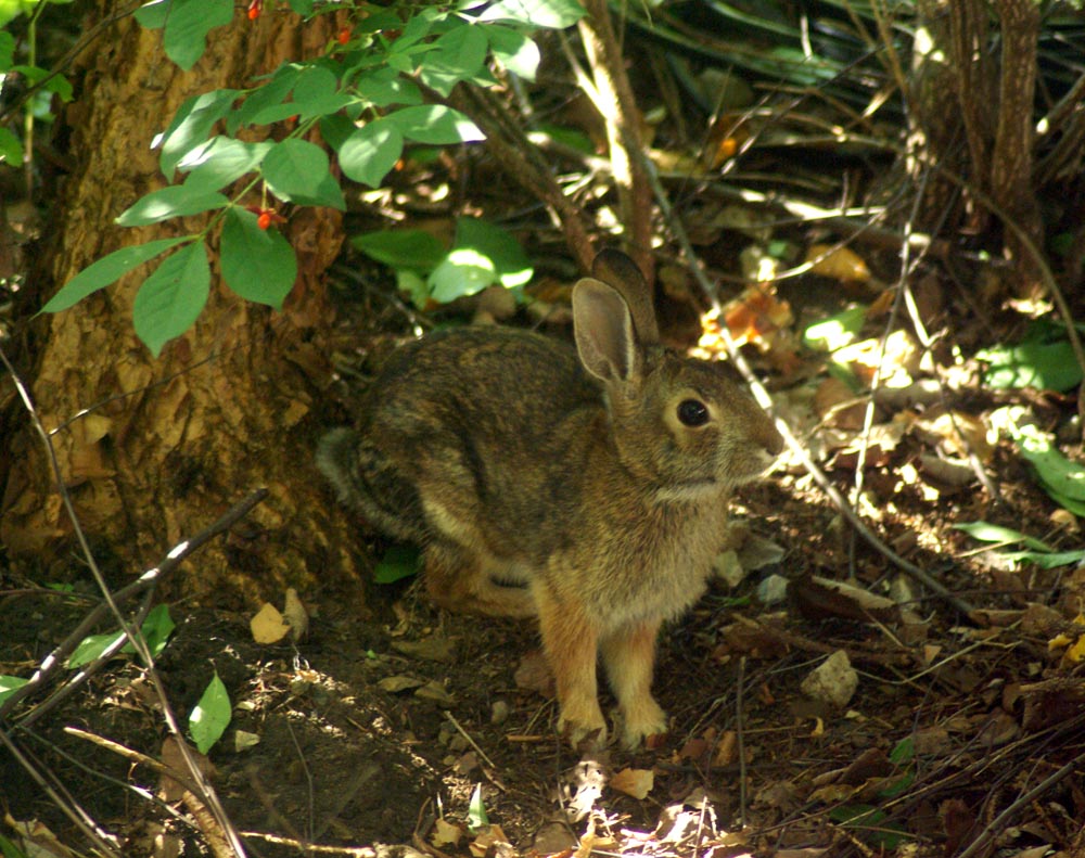 rabbit under tree