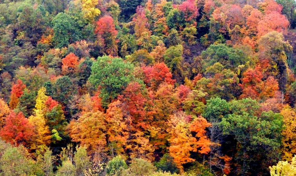 autumn hillside