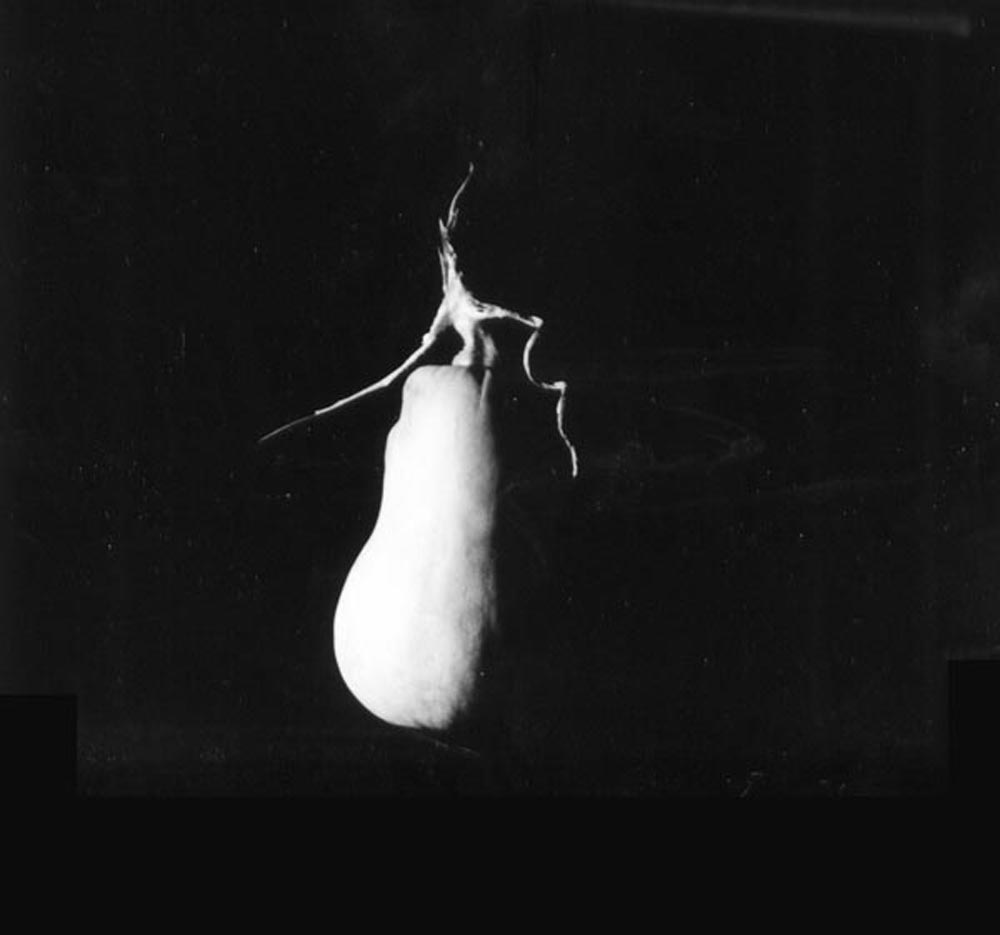 black and white photo of butternut