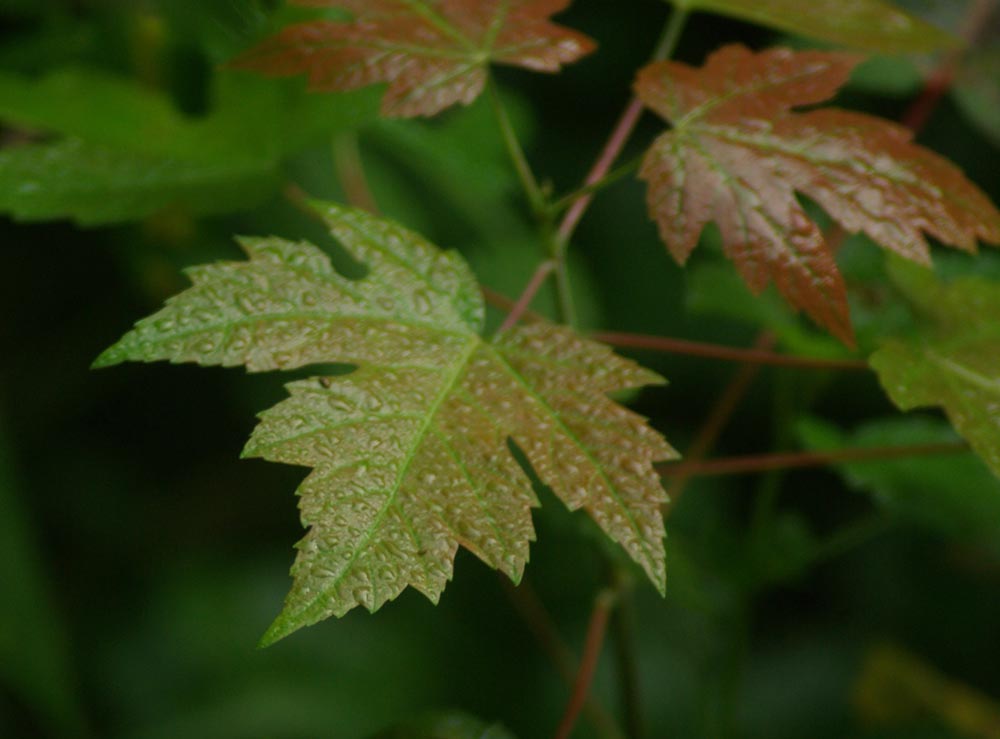 raindrops on leaves