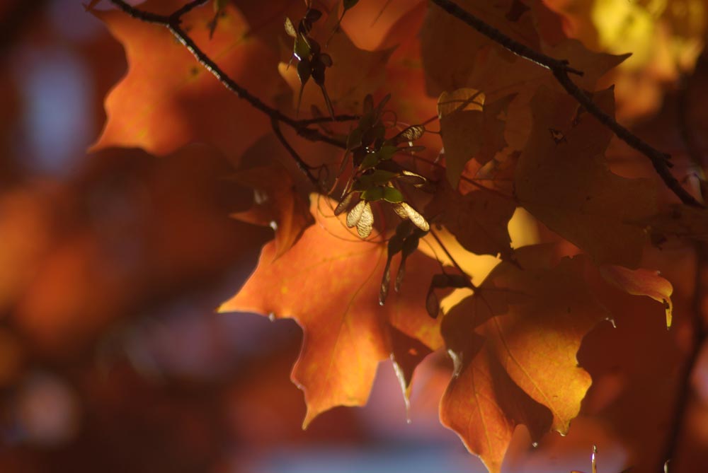 red maple leaves and seeds