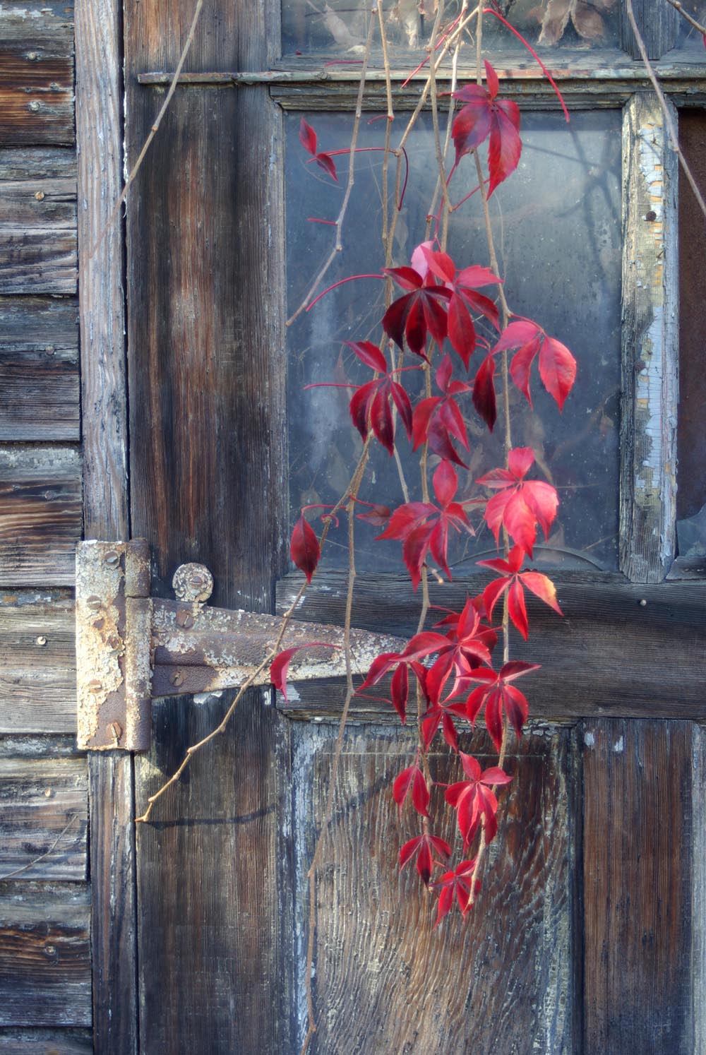 virginia creeper on weathered door