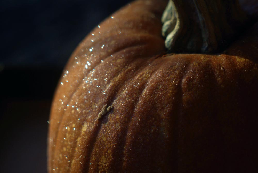 frost on pumpkin