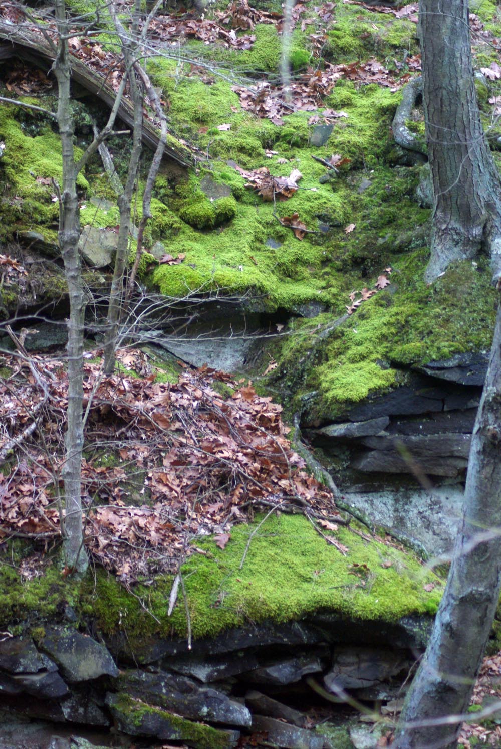 photo of mosses in the woods