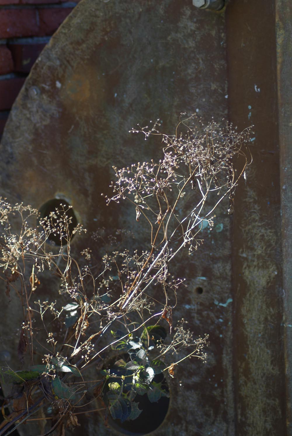 wildflowers by industrial items