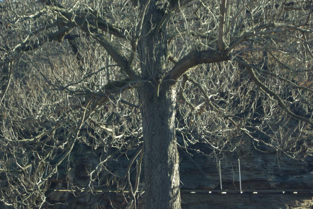 bare tree in sunlight