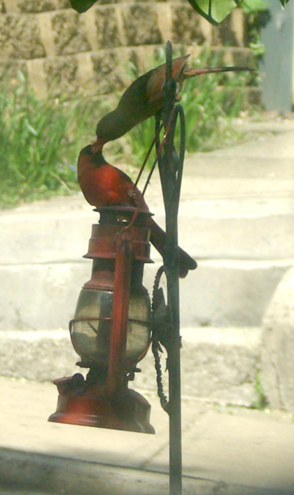 two cardinals feeding each other