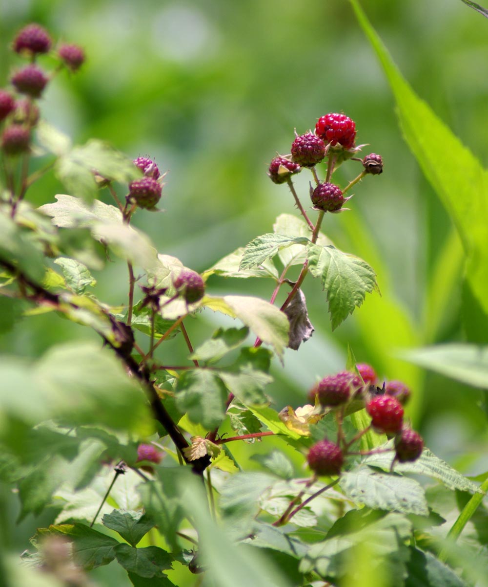 wild raspberries
