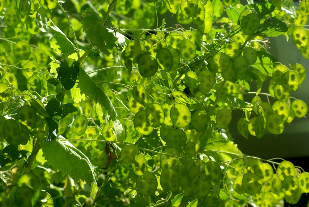 lunaria plants
