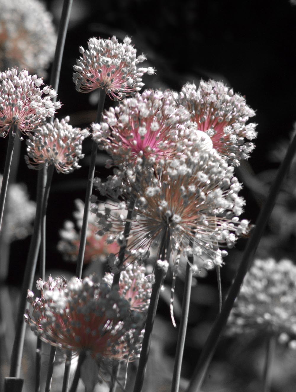 leek flowers