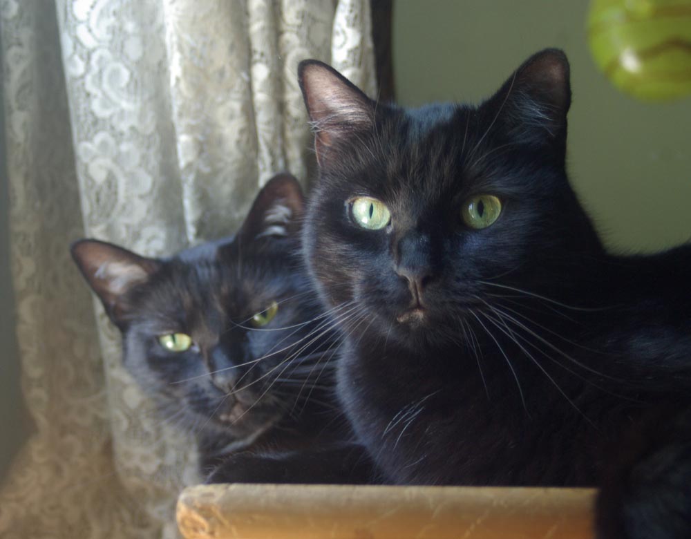 two black cats