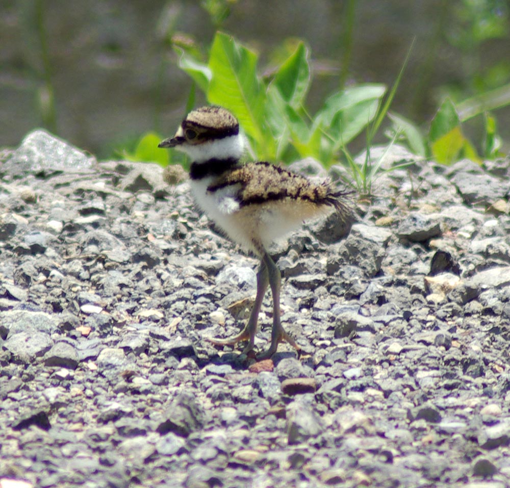 baby killdeer